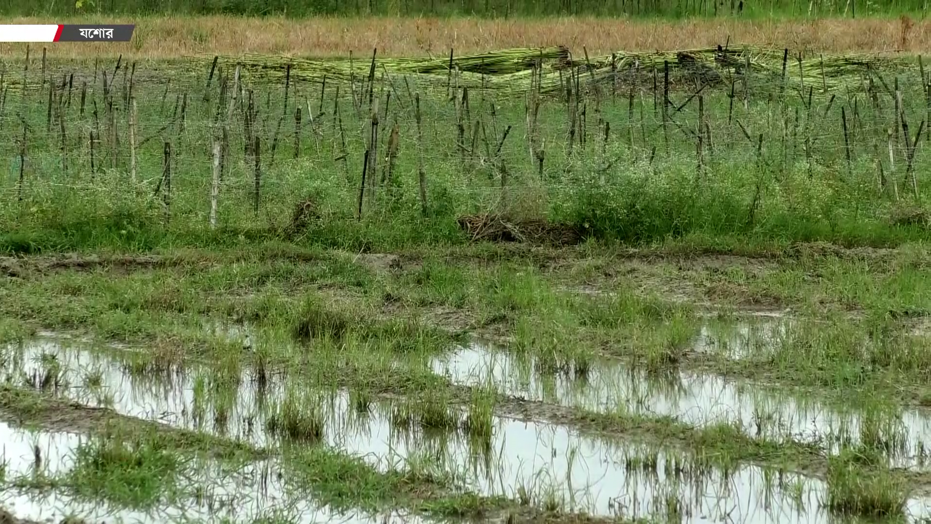 অতিবৃষ্টিতে যশোরে সবজির ক্ষতি, বিপাকে চাষিরা