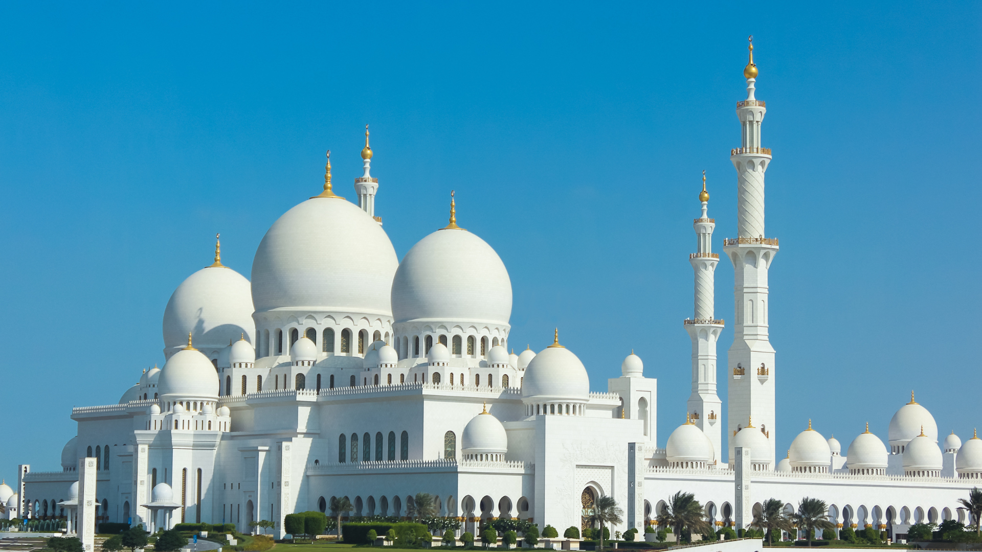 Külot ichida hol mushuk