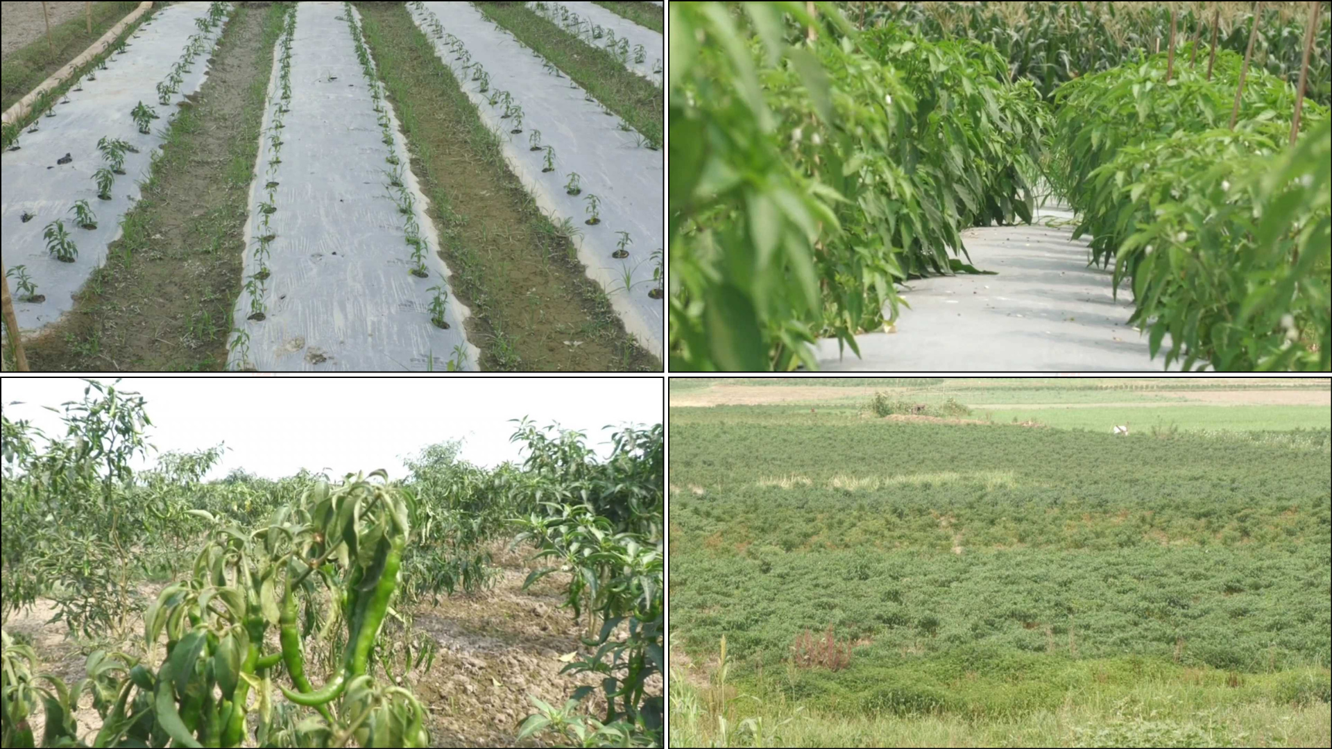 বৈরী আবহাওয়ায় মরিচ চাষে আশার আলো দেখাচ্ছে ‘মালচিং’ পদ্ধতি