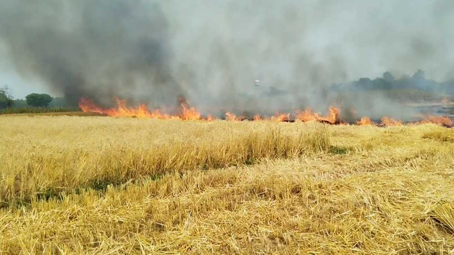 মেহেরপুরে খড় পোড়াতে গিয়ে পুড়ল জমির পাকা গম