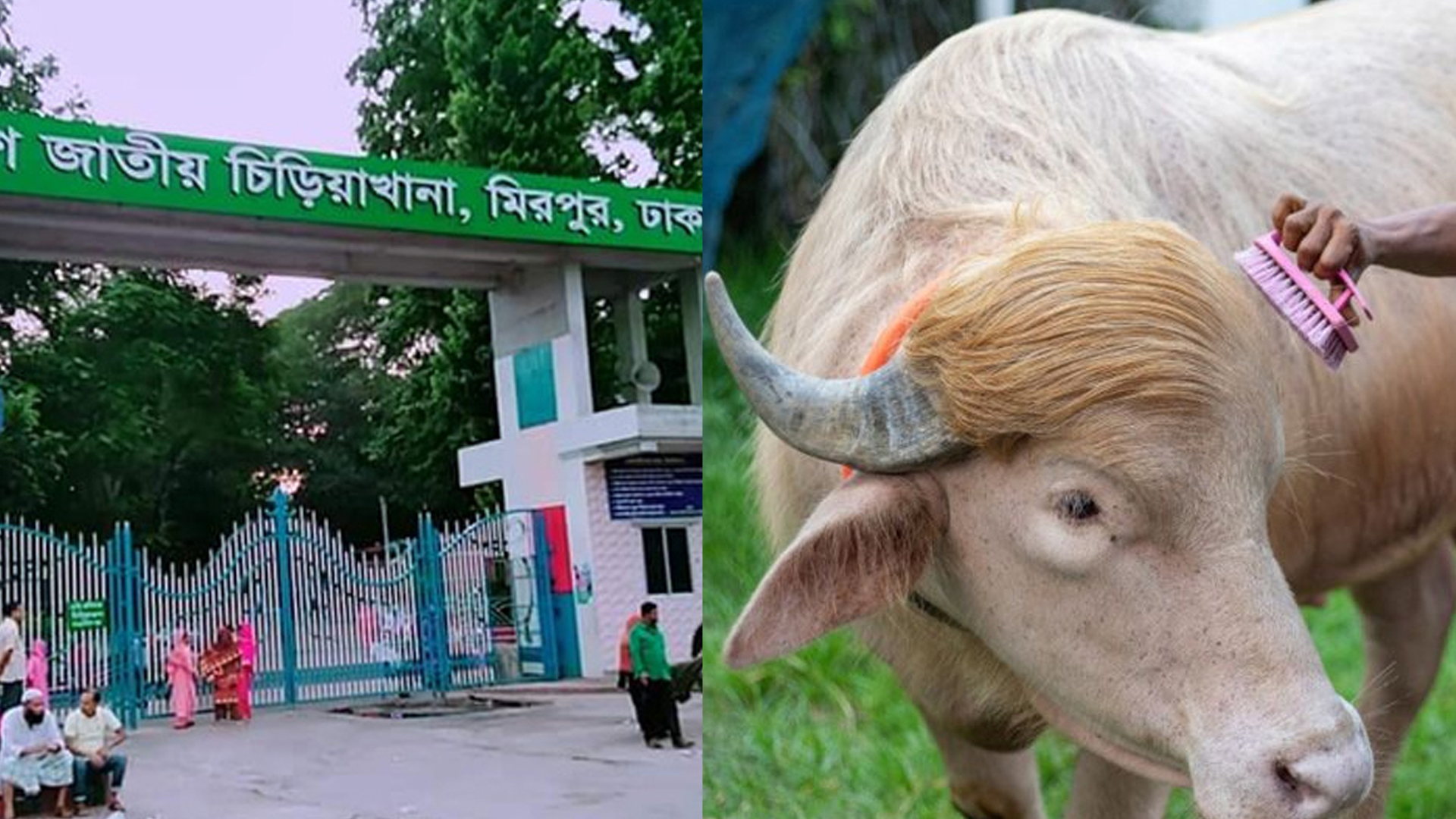 আলোচিত মহিষ ‘ডনাল্ড ট্রাম্পকে’ রাখা হচ্ছে চিড়িয়াখানায়