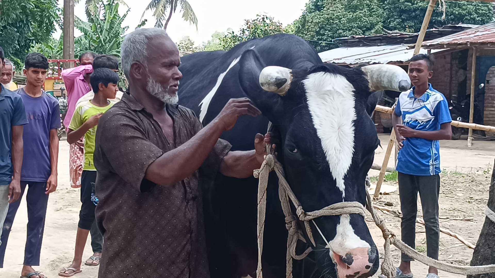 ১২০০ কেজির ‘দিনাজপুরের মহারাজ’, দাম হাঁকানো হচ্ছে ২০ লাখ