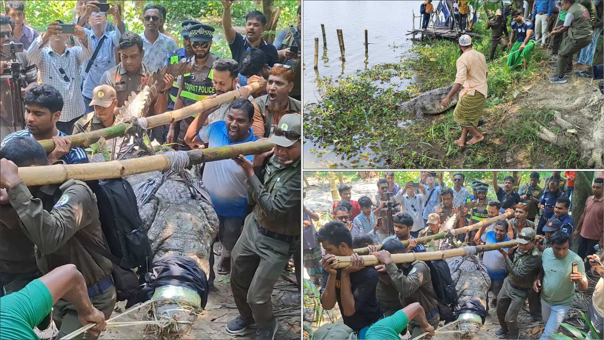 খানজাহান আলী মাজারের দিঘি থেকে সরানো হলো সেই কুমিরটি