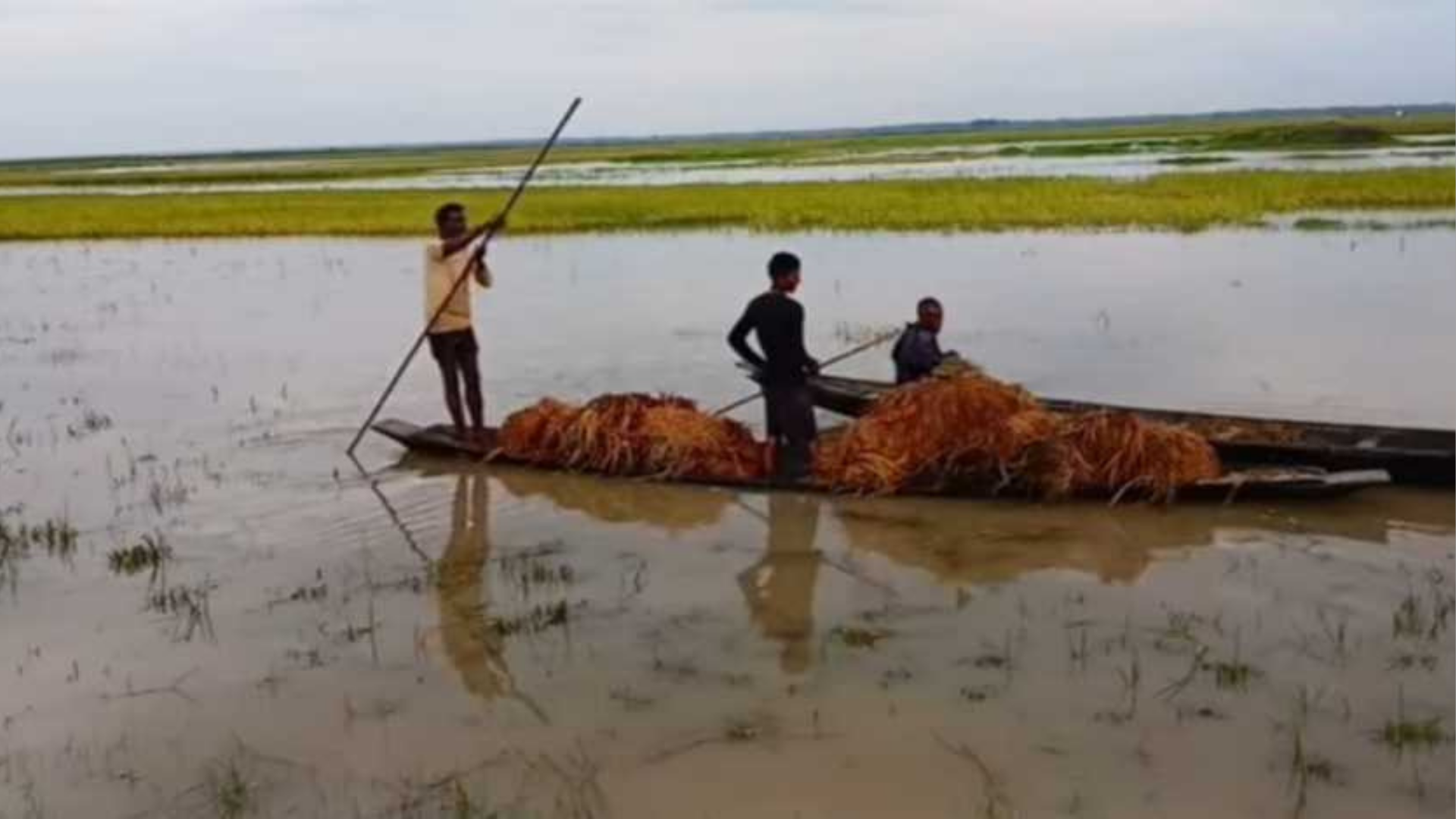 হাওরে ডুবে আছে বোরো ধান, ঋণগ্রস্ত কৃষকদের হাহাকার