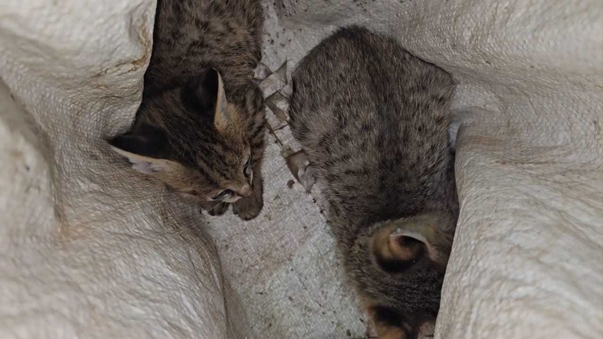 মুরগির খোয়াড় থেকে ২ মেছো বিড়ালের ছানা উদ্ধার