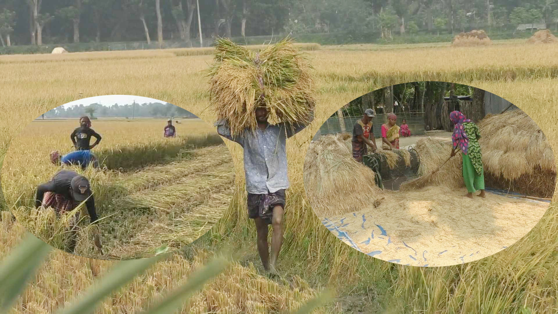 চাহিদার দ্বিগুণ ধান উৎপাদনেও ন্যায্য মূল্য দুশ্চিন্তায় কৃষক