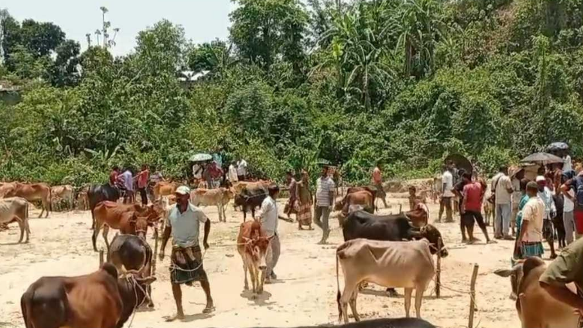 গরুর হাটে মলম পার্টি হাতিয়ে নিলো আড়াই লাখ টাকা