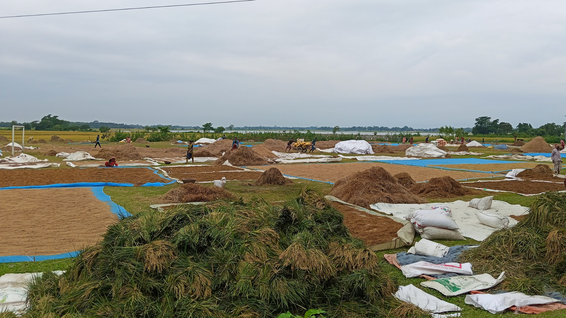 হাওরাঞ্চলের ৬ জেলায় ধান-চাল সংগ্রহে নতুন সিদ্ধান্ত