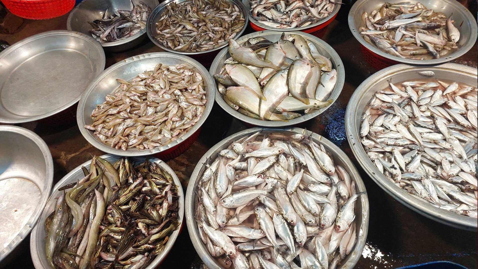 মৎস্য গবেষণা প্রতিষ্ঠান বলছে কাপ্তাইয়ে বেড়েছে ৭ প্রজাতির মাছ, জেলেদের দাবি কমেছে