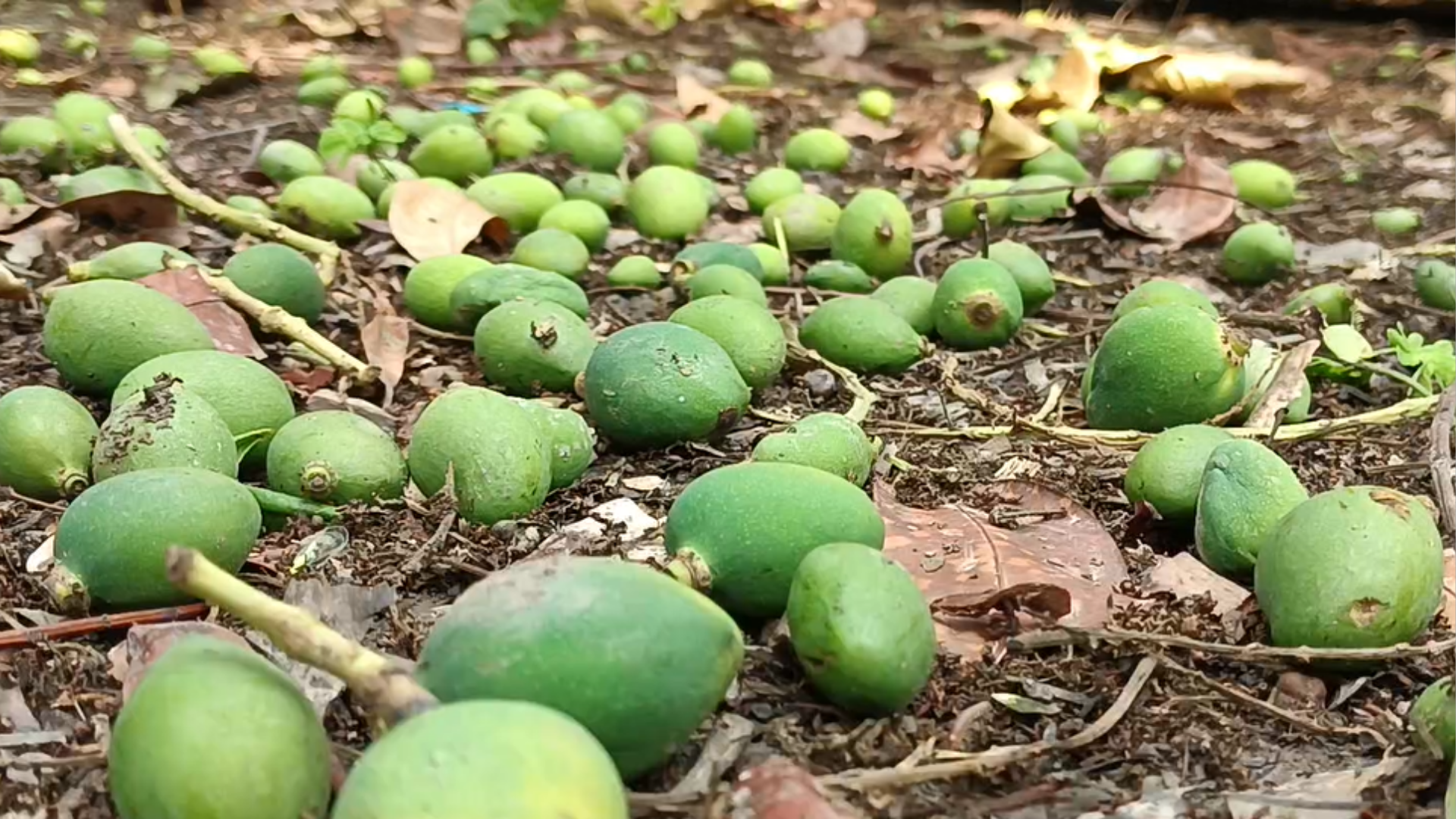 কালবৈশাখীর তাণ্ডবে ঝরে পড়ছে আমের ‍গুটি