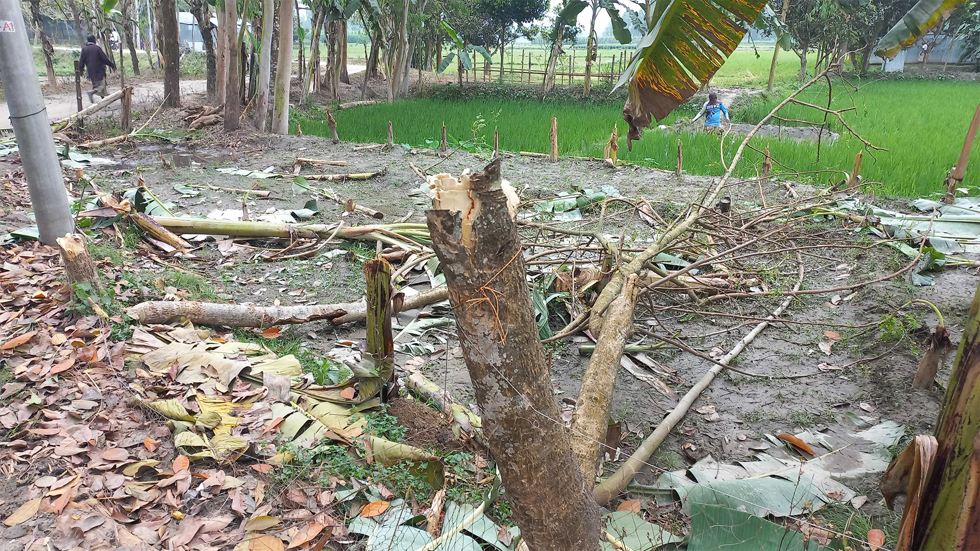 অবৈধ বালু উত্তোলনে বাঁধা দেয়ায় হামলা, অর্ধশত গাছ কাটার অভিযোগ