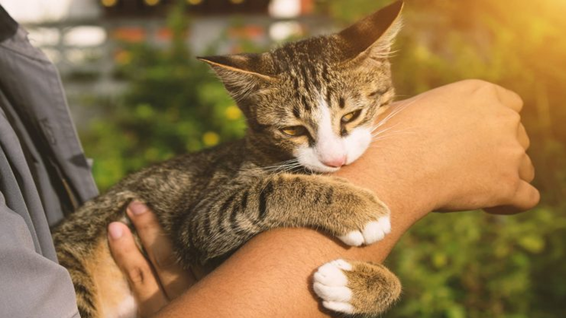 বিড়াল কামড়ালে সেটি র‍্যাবিশে আক্রান্ত কিনা বোঝার উপায় কী?