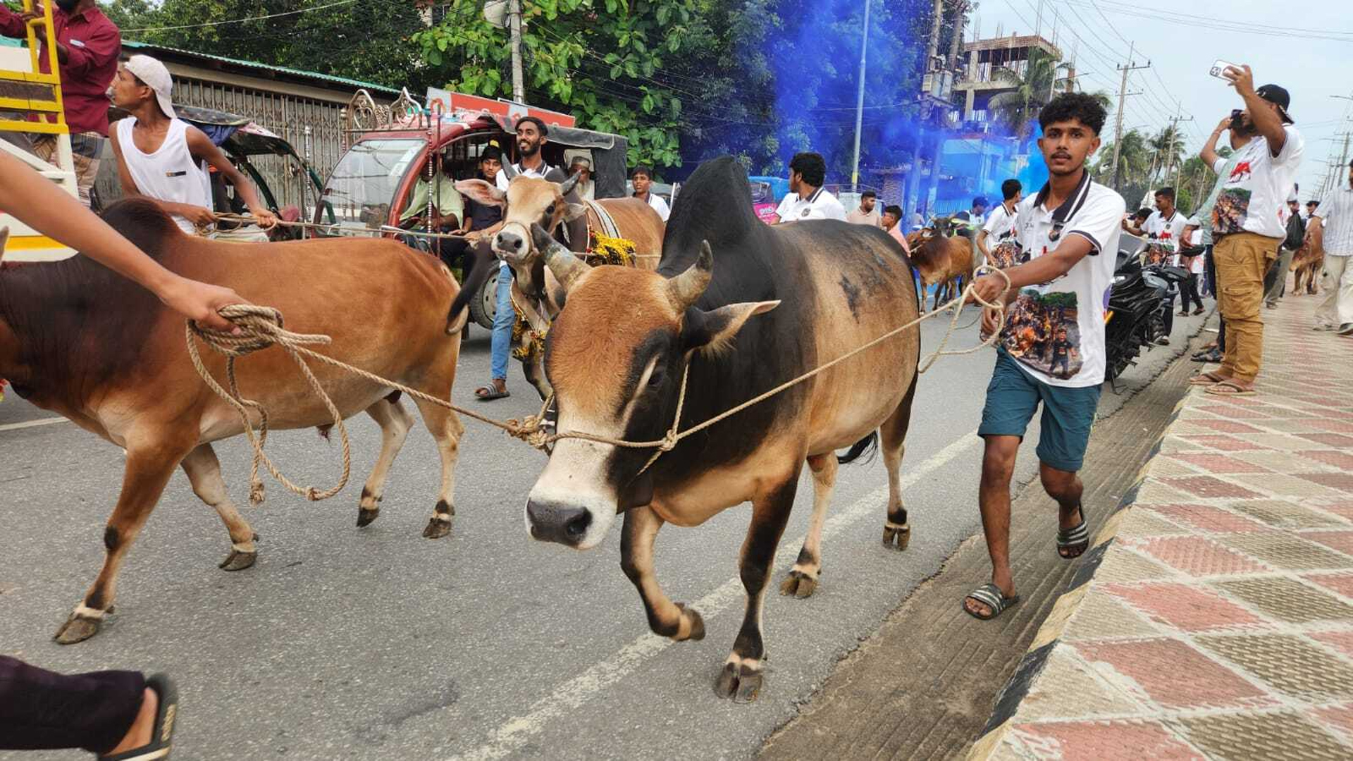 কক্সবাজারে কোরবানির গরুতে উৎসবের রং