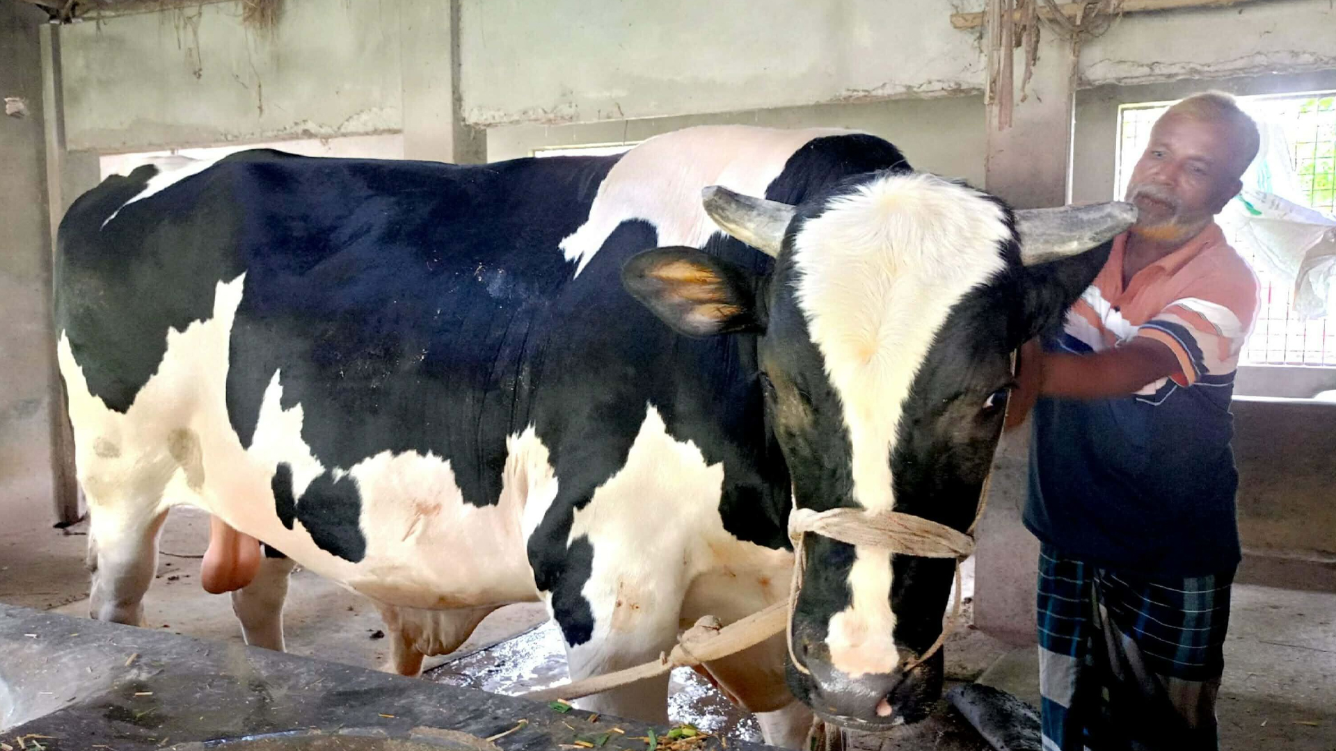 ২৬ মণের ‘রাজাবাবু’র দাম ৮ লাখ টাকা!