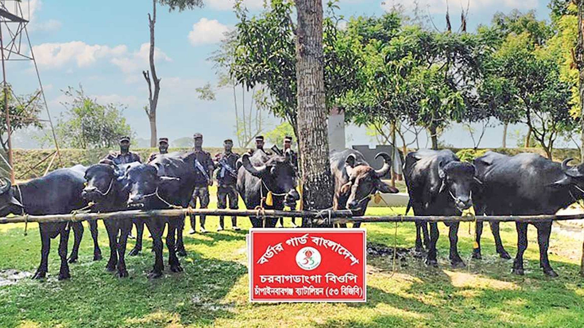 পদ্মা দিয়ে ভাসিয়ে আনা ৭ ভারতীয় মহিষ জব্দ