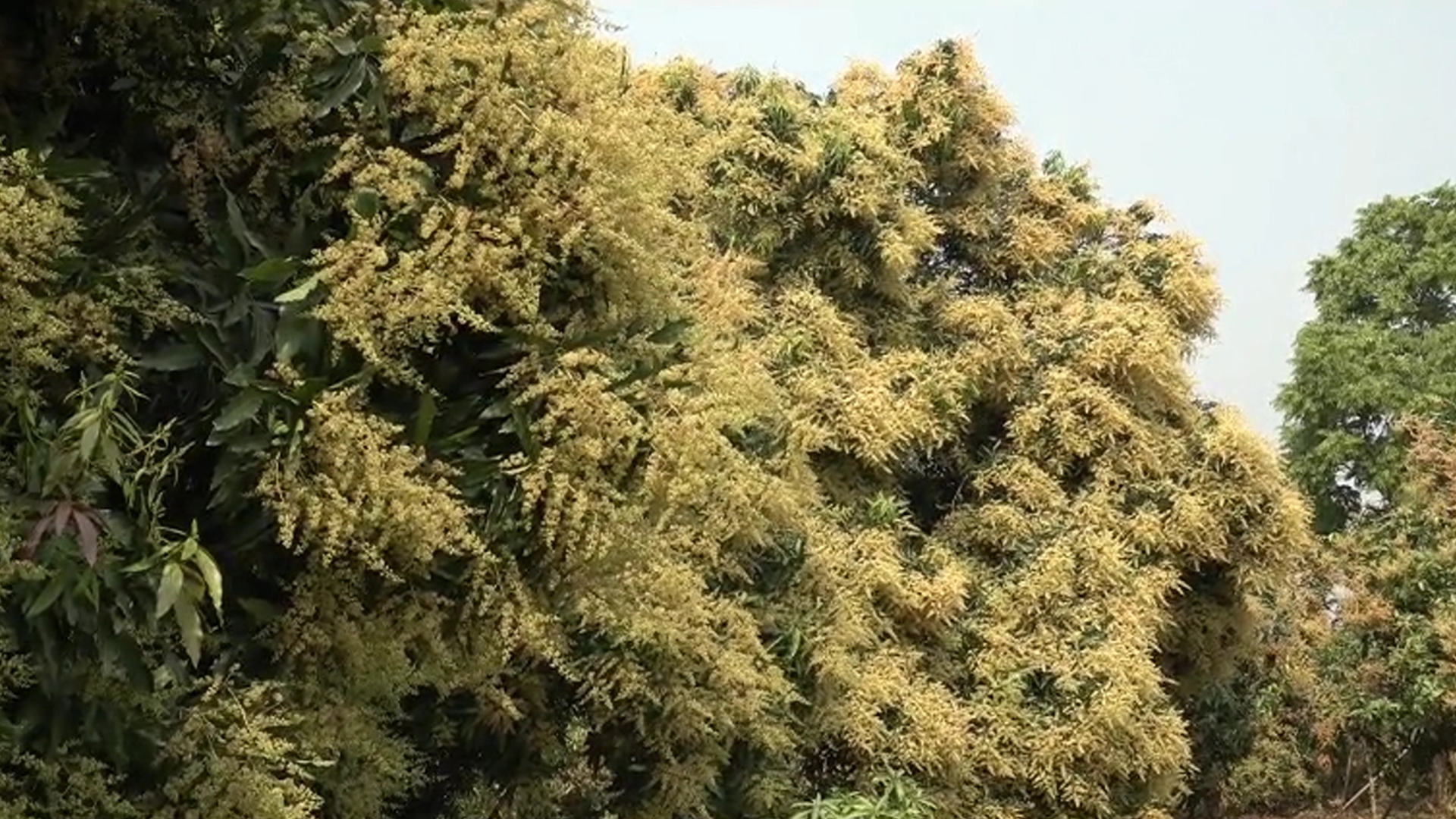 আমের মুকুলে ছেয়ে গেছে খাগড়াছড়ির পাহাড়, রেকর্ড ফলনের আশায় ব্যস্ত চাষিরা