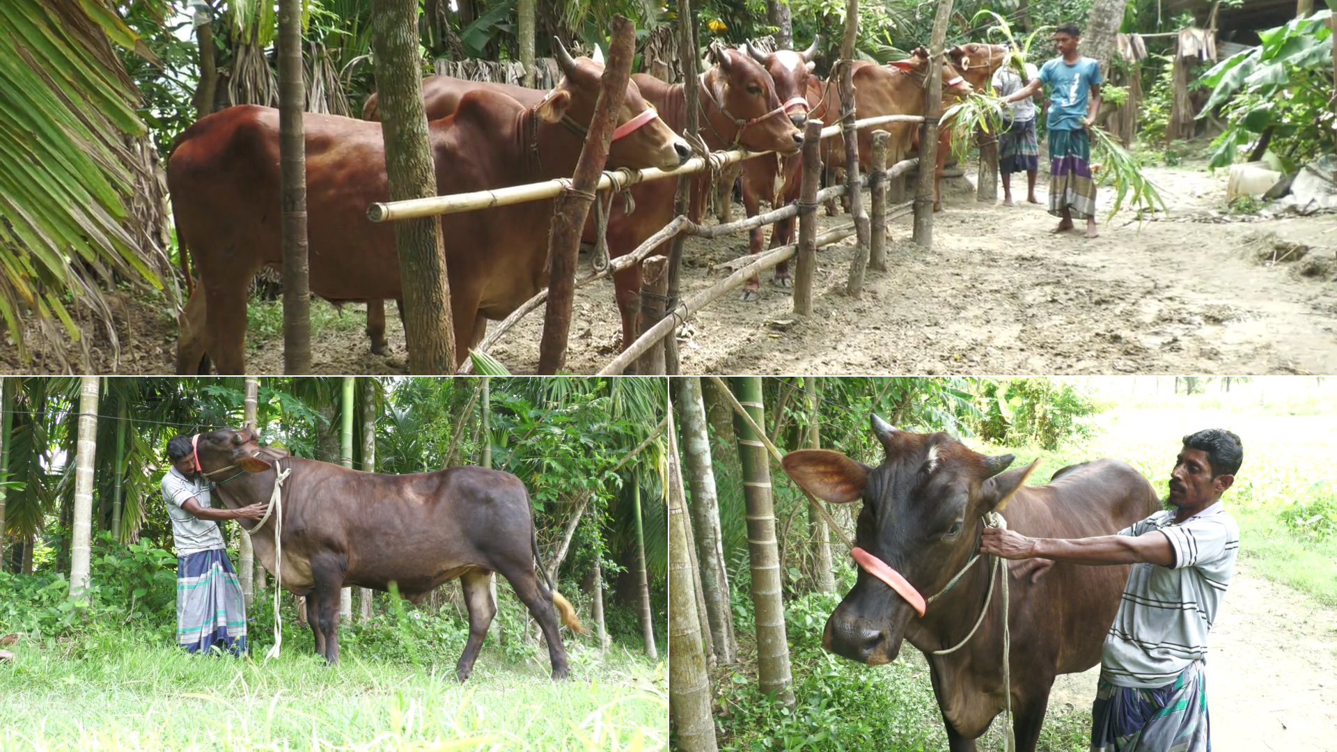 পশুর হাটে ক্রেতার নজর কাড়তে প্রস্তুত ভোলার ‘জমিদার-বাহাদুর-কালাচান’