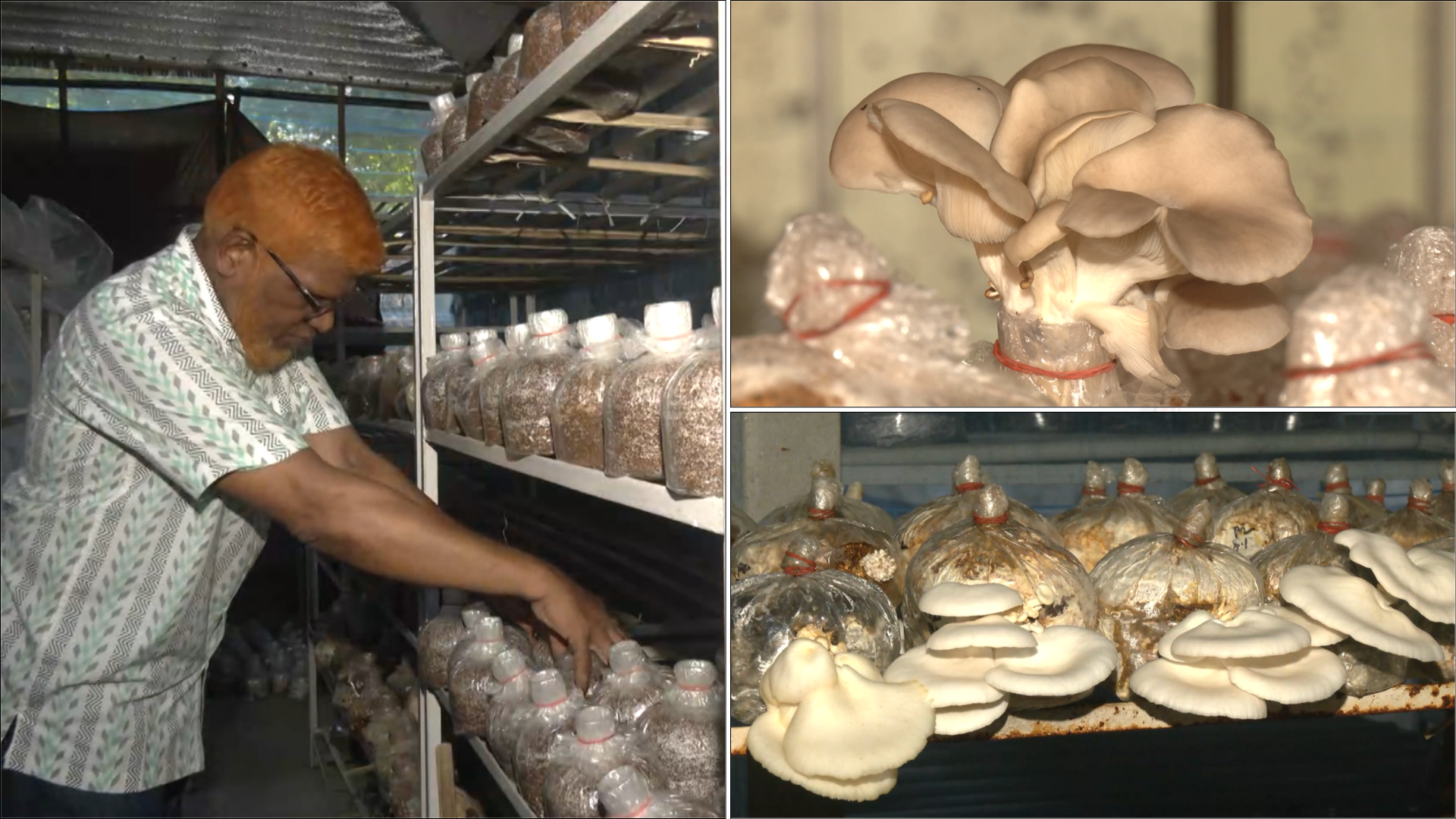 মাশরুম চাষে সাফল্য রংপুরের জরজিসের