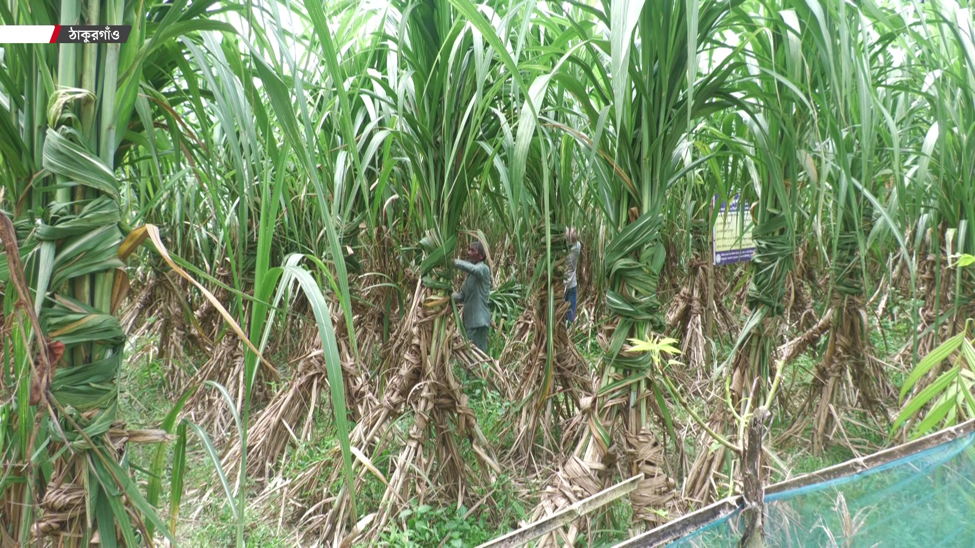 ঠাকুরগাঁও সুগার মিলের আখ জোগান নিয়ে শঙ্কা, দাম বাড়ানোর দাবি চাষিদের