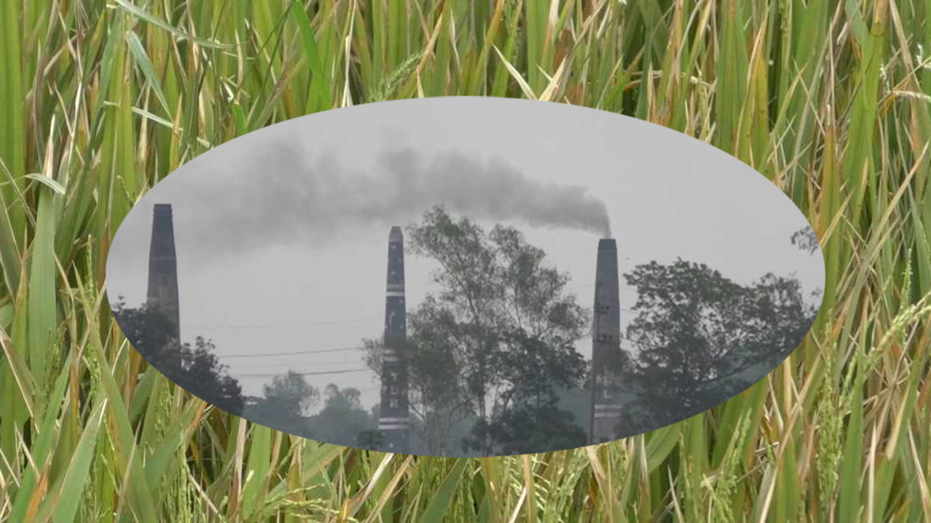 ইটভাটায় পুড়ল কৃষকের ১০ হাজার একর জমির আধপাকা ধান