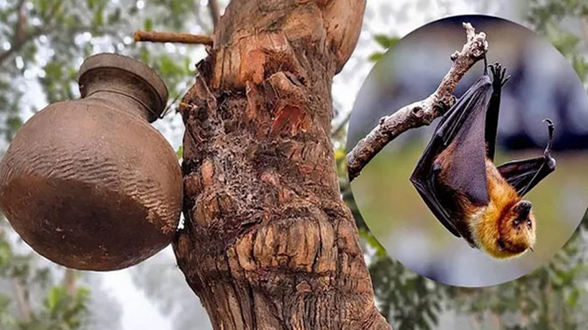 নিপাহ ভাইরাসের সংক্রমণ, গুরুত্বপূর্ণ তথ্য দিলেন বিশেষজ্ঞরা