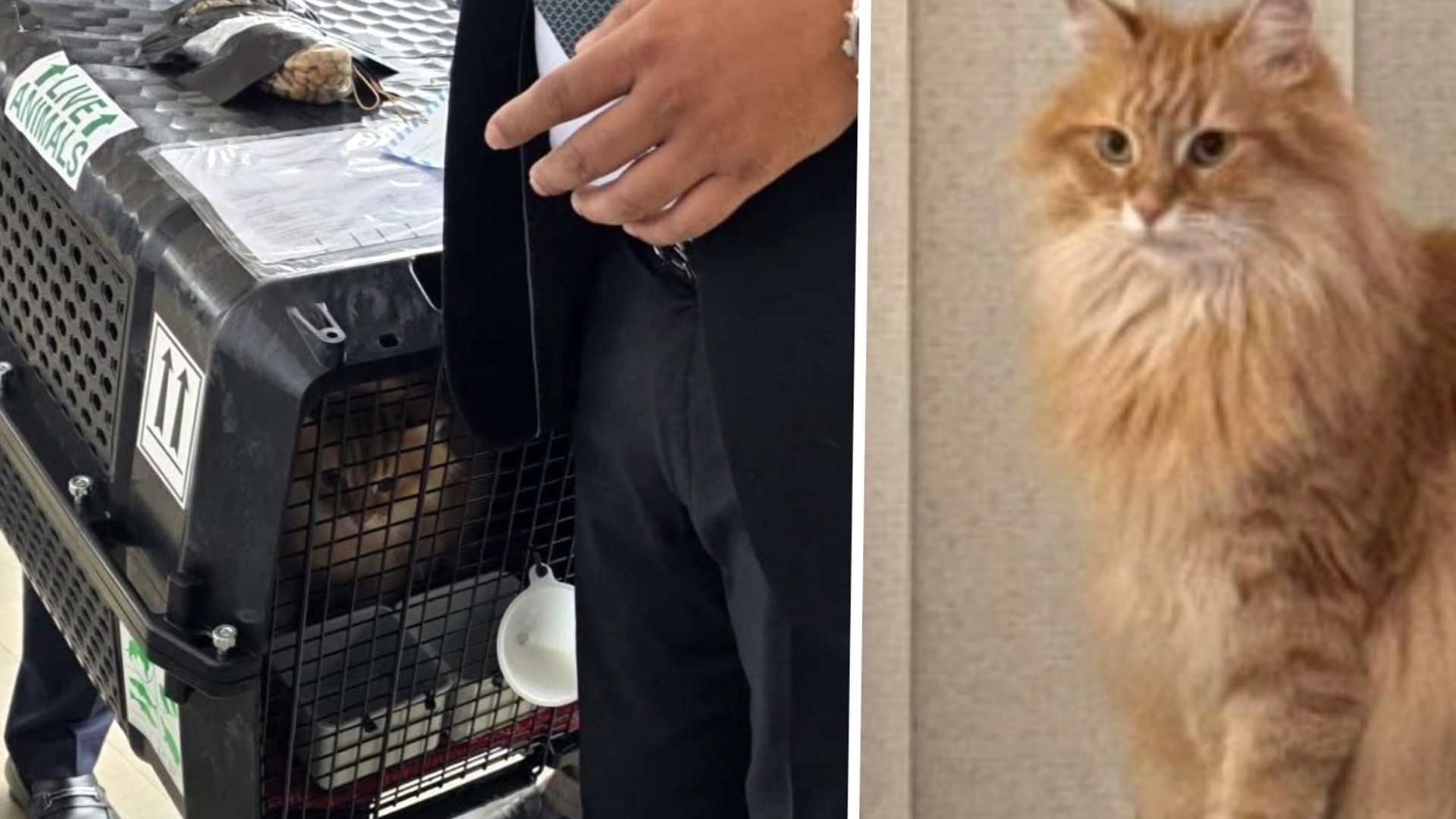 দেশে এসেছে জেবুও