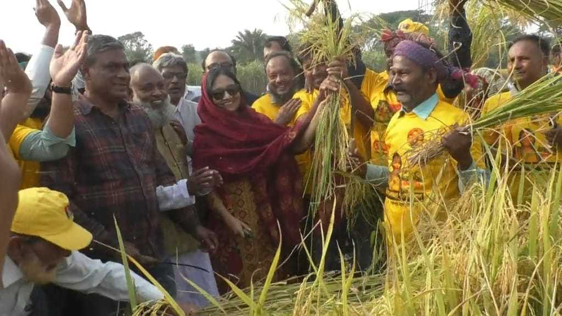 নেতাকর্মীদের নিয়ে কৃষকের ধান কেটে দিলেন বিএনপির প্রার্থী পুতুল