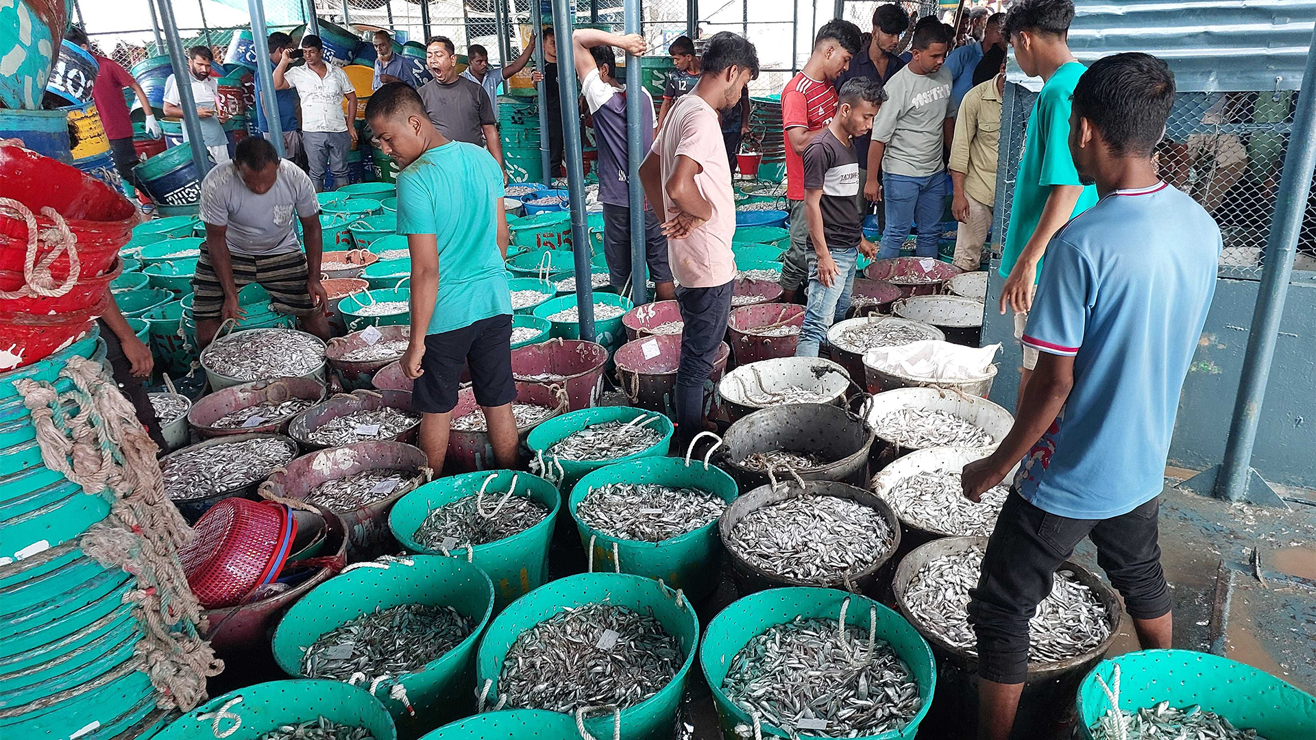 কাপ্তাই হ্রদ যেন এখন মাছের খনি