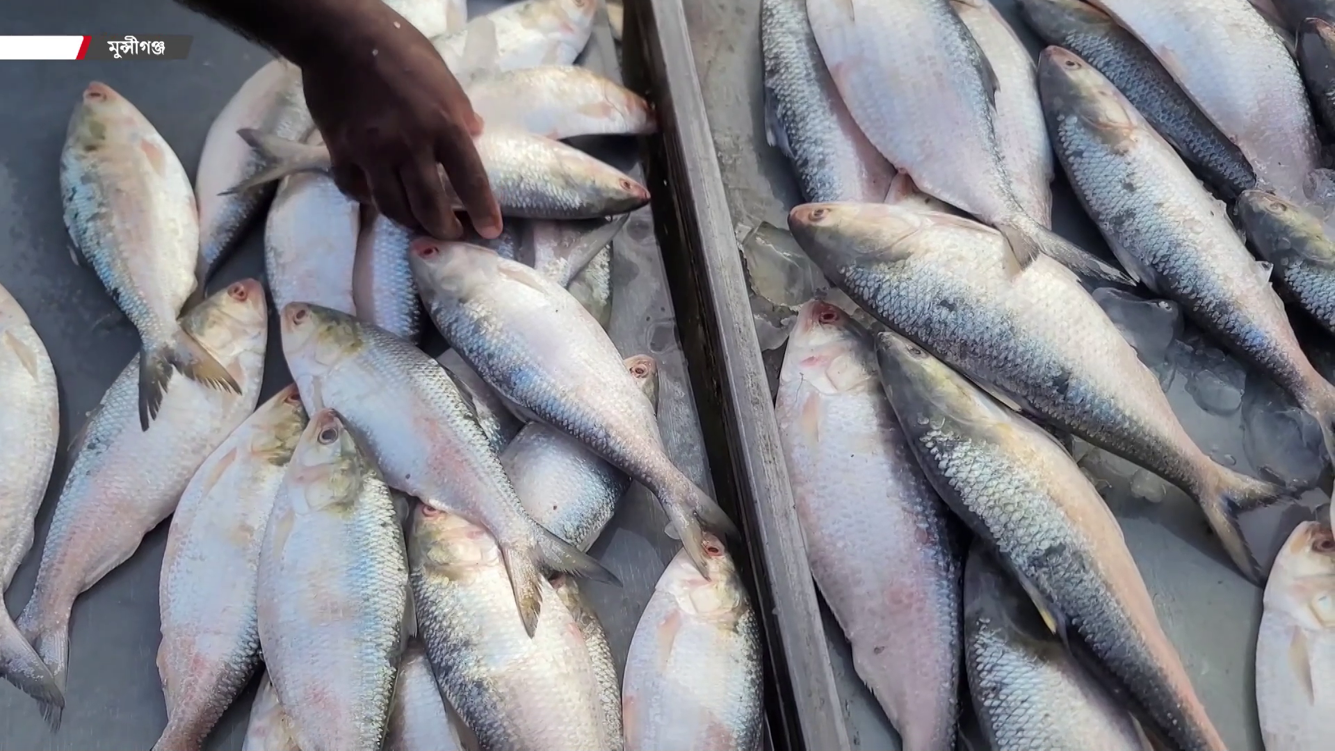 হাটে তোলা বেশিরভাগ ইলিশের পেটেই ডিম, প্রজনন মৌসুম নিয়ে প্রশ্ন!