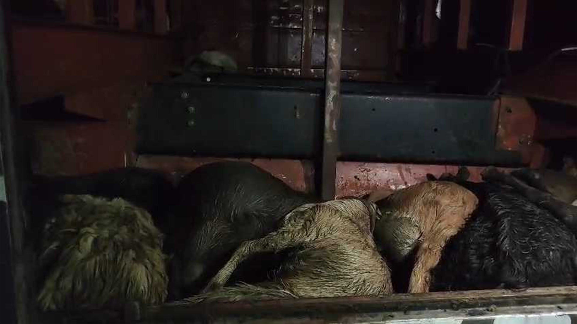 যাত্রীবাহী বাসের বক্সে গাদাগাদি করে পরিবহনের সময় ৪৭ ছাগলের মৃত্যু