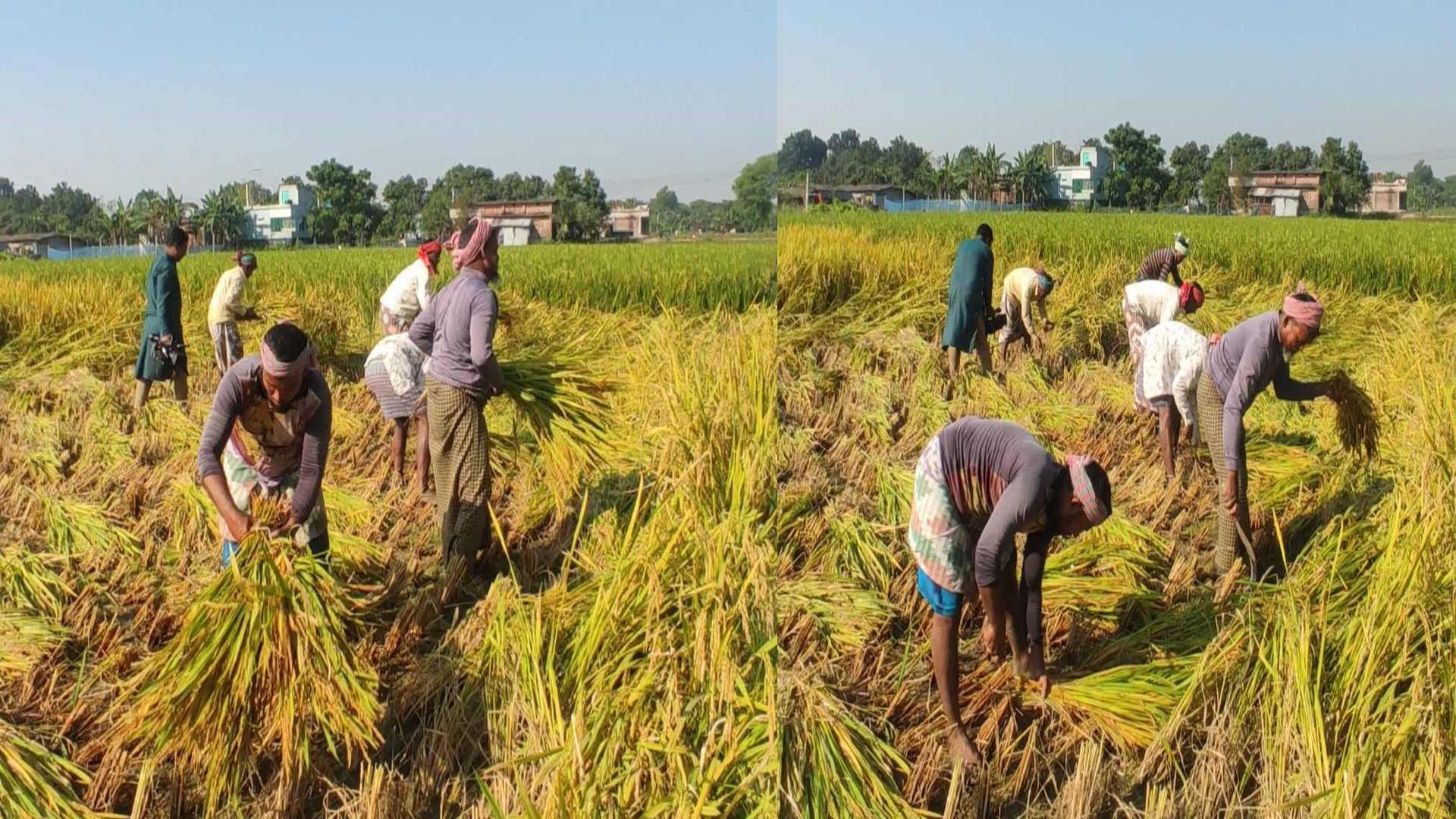 রোপা আমনে ভালো ফলনের আশায় রাজশাহীর কৃষক