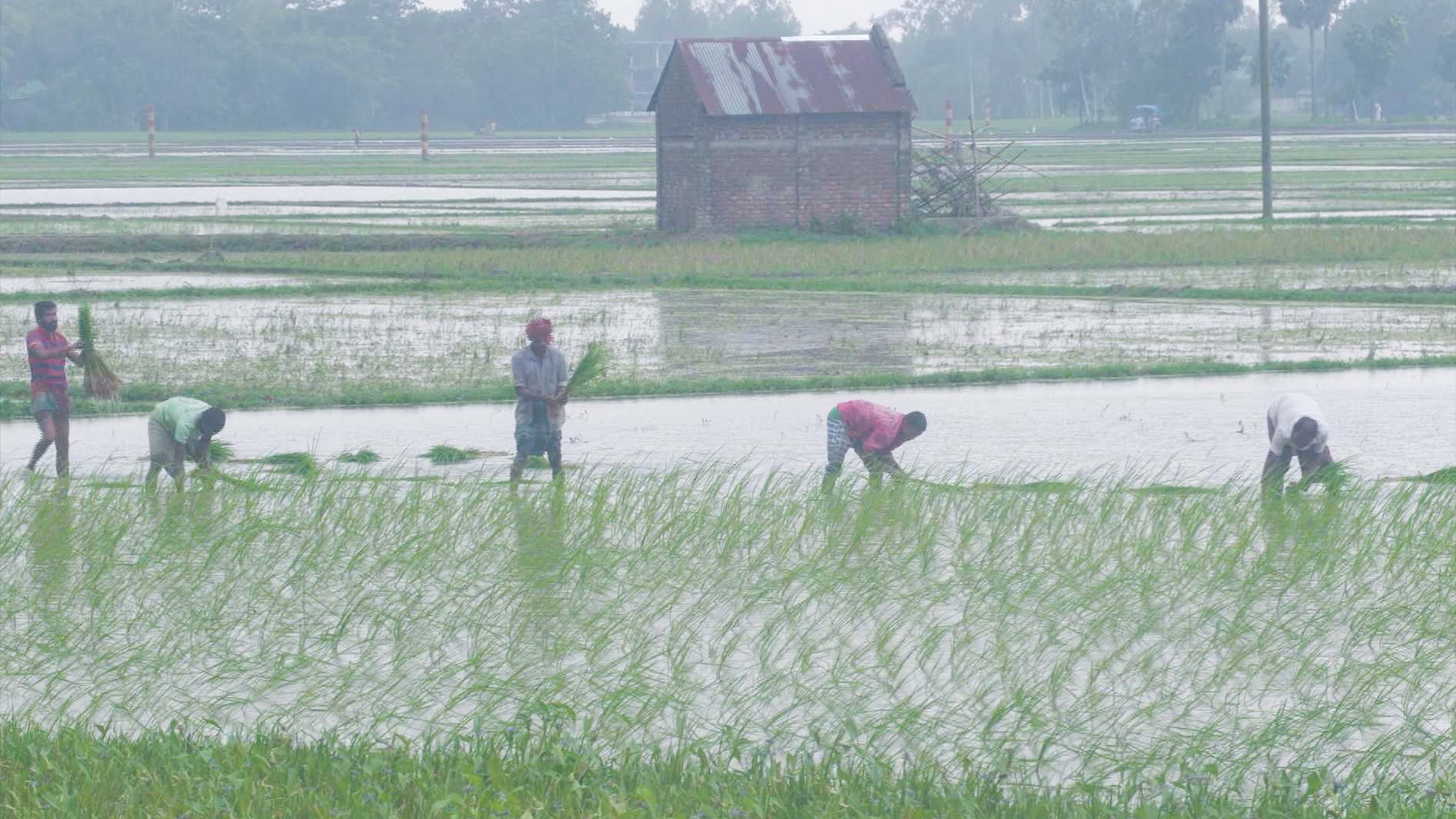 আমন মৌসুমের শুরুতেই সার সংকট, চিন্তায় কৃষক