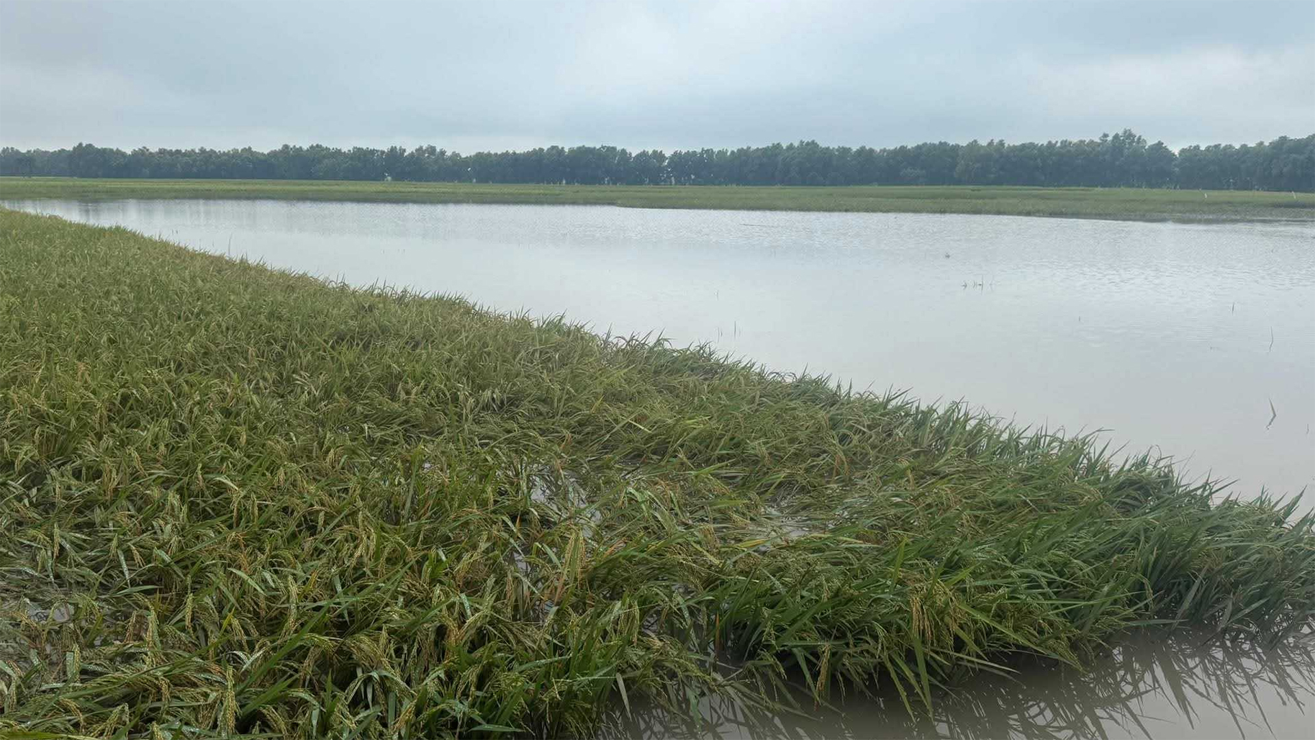 চাঁপাইনবাবগঞ্জে রেকর্ড বৃষ্টিতে ফসলের ক্ষতি