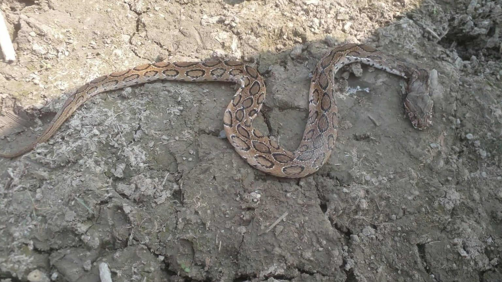 কচুরিপানার মধ্যে লুকিয়ে ছিল রাসেলস ভাইপার, কামড়ে প্রাণ গেল কৃষকের