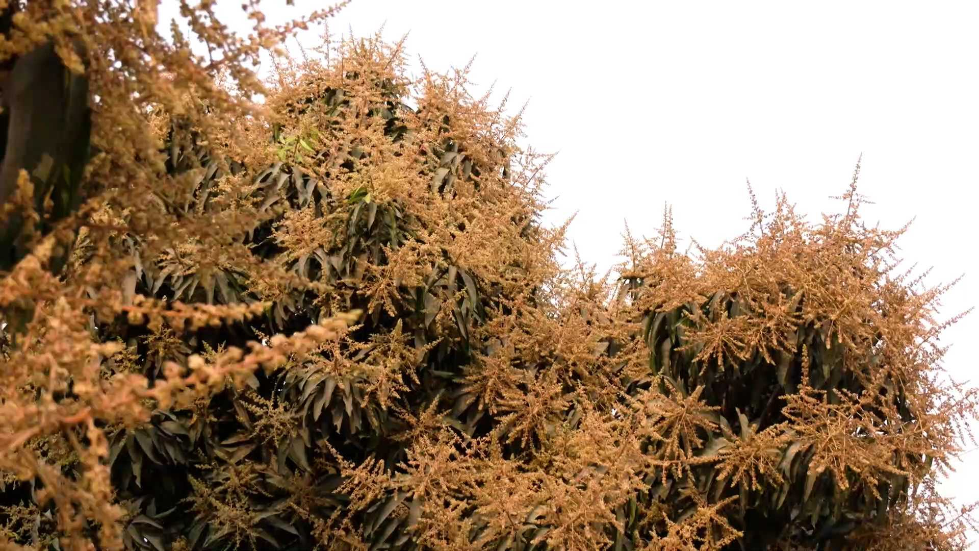 মুকুলে স্বপ্ন বুনছেন রংপুরের আম চাষিরা