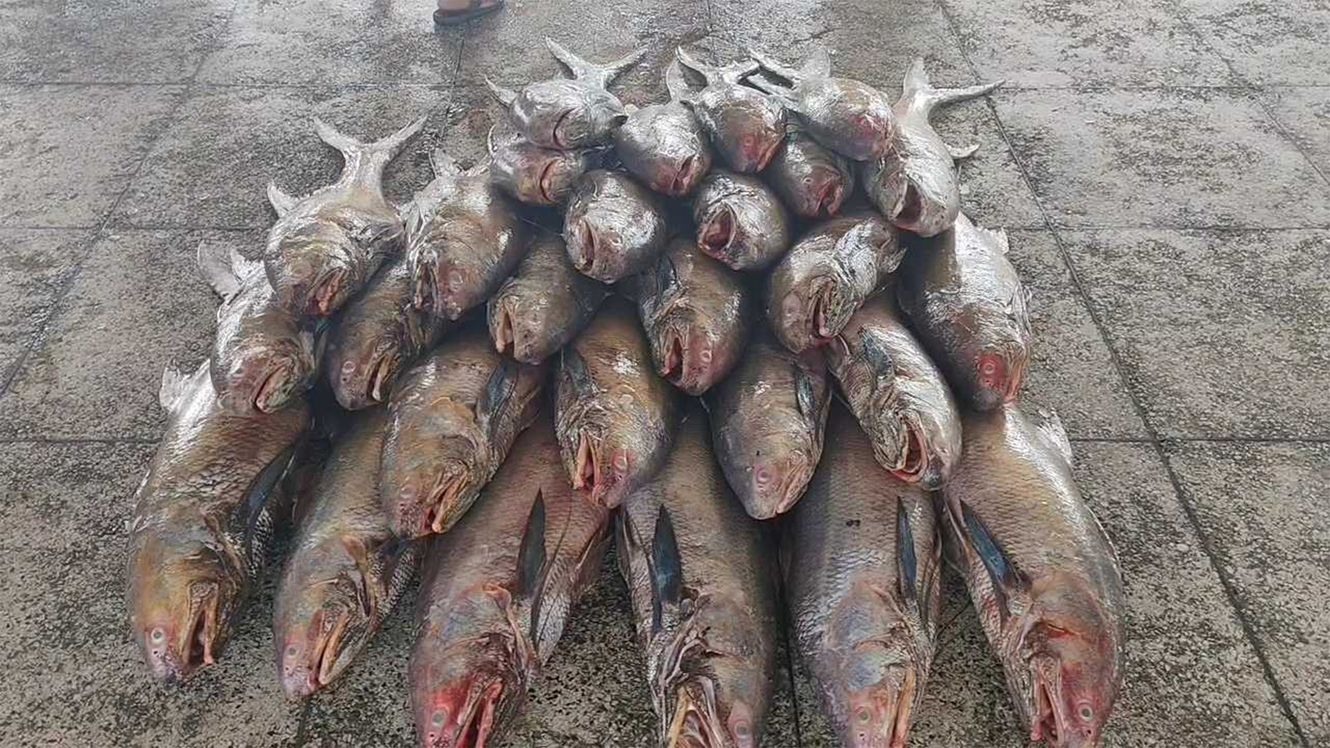 পিরোজপুরে ধরা পড়ল ২২ লাখ টাকার লাক্ষা মাছ