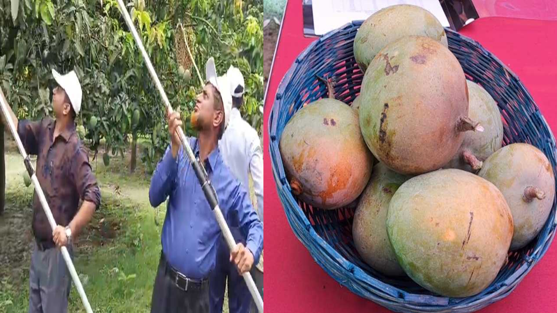 গোপাল, গোবিন্দভোগ ও বোম্বাই আম পাড়া শুরু হলো সাতক্ষীরায়