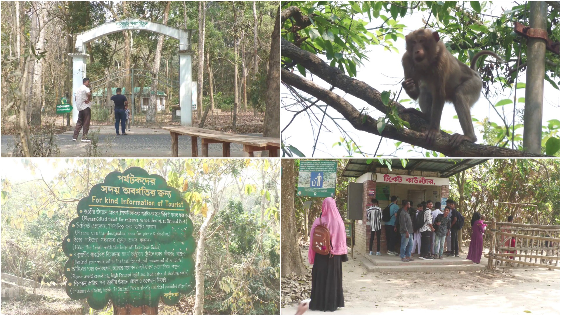 সাতছড়ি জাতীয় উদ্যানে প্রশান্তি খুঁজছেন প্রকৃতিপ্র...