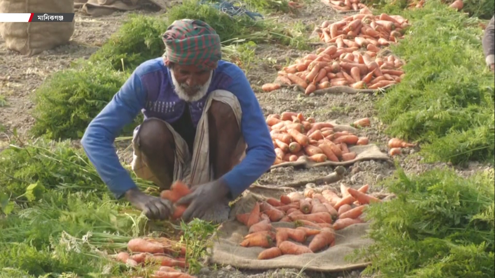 মানিকগঞ্জে গাজরের বাম্পার ফলন, লাভের মুখ দেখছেন চাষিরা