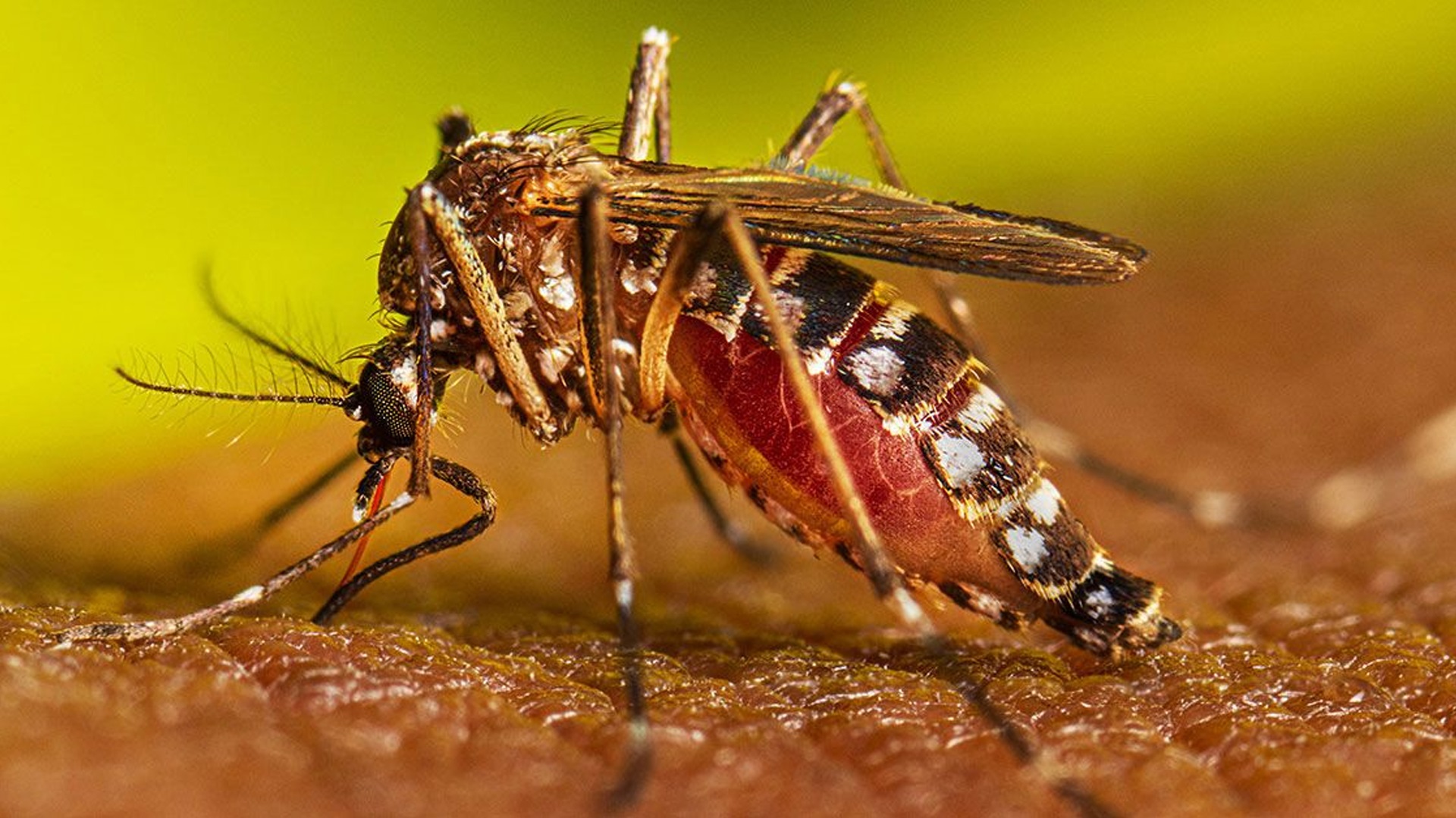 ডেঙ্গুতে আক্রান্ত ও মৃত্যু কমলো