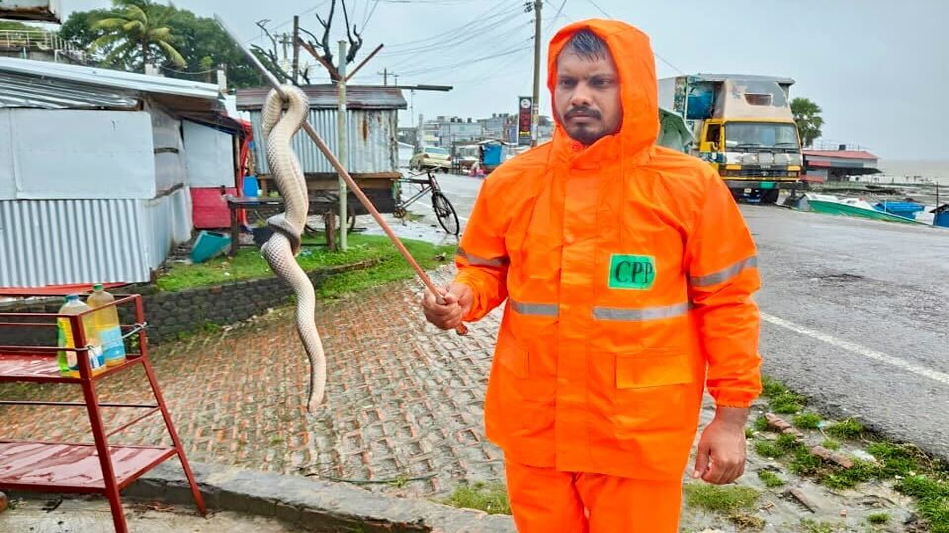 কুয়াকাটা সৈকতে ভেসে এলো বিরল কাঁকড়াভুক পাইন্না সাপ