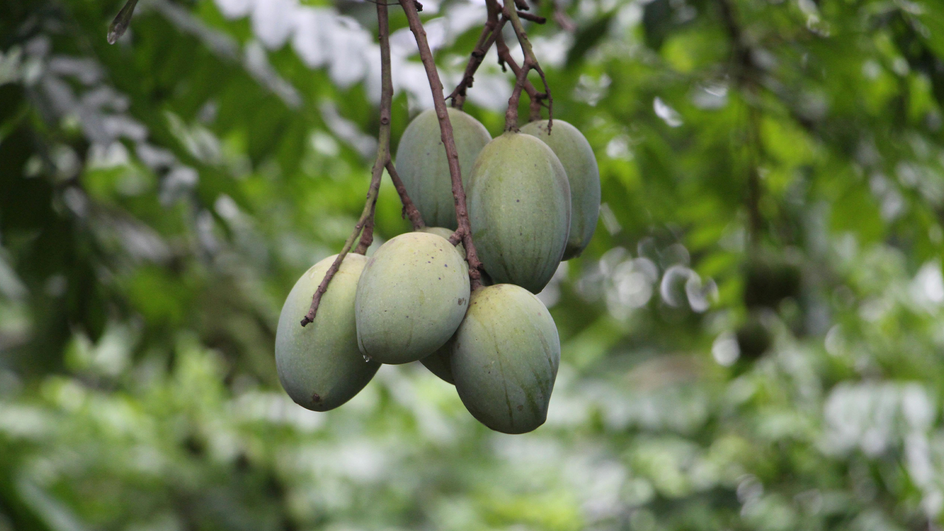 কোন জেলার আম সেরা?