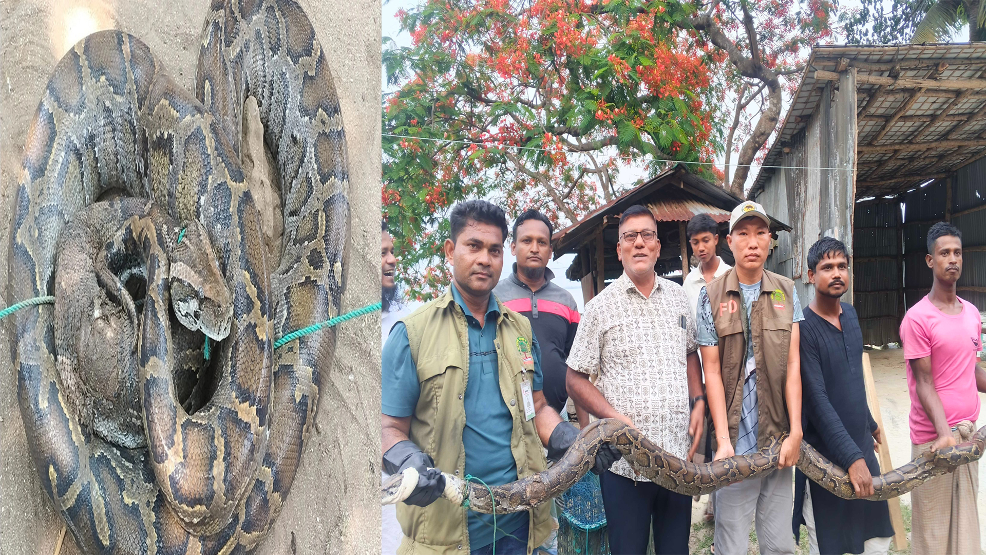 মিয়ানমারের অজগরটি টেকনাফ জঙ্গলে অবমুক্ত
