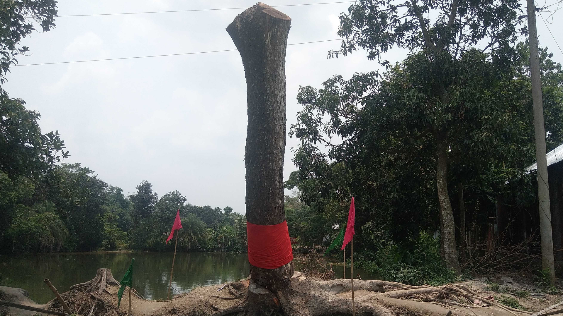 ব্রাহ্মণবাড়িয়ায় কাটার পর ‘উঠে দাঁড়াল গাছ’, চলছে মানত