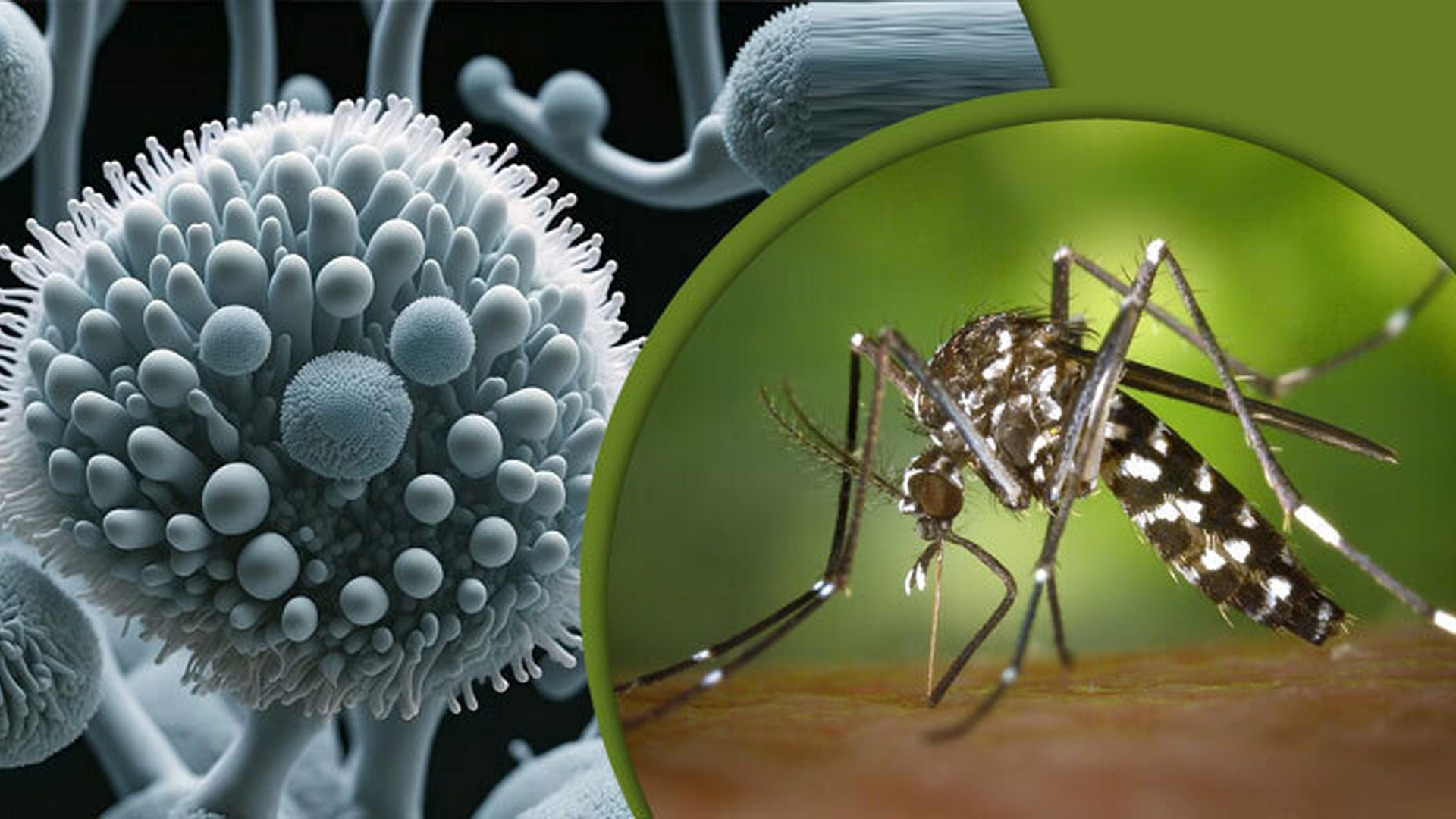 Nastya Zadorojnayaning shaxsiy porno fotosuratlari