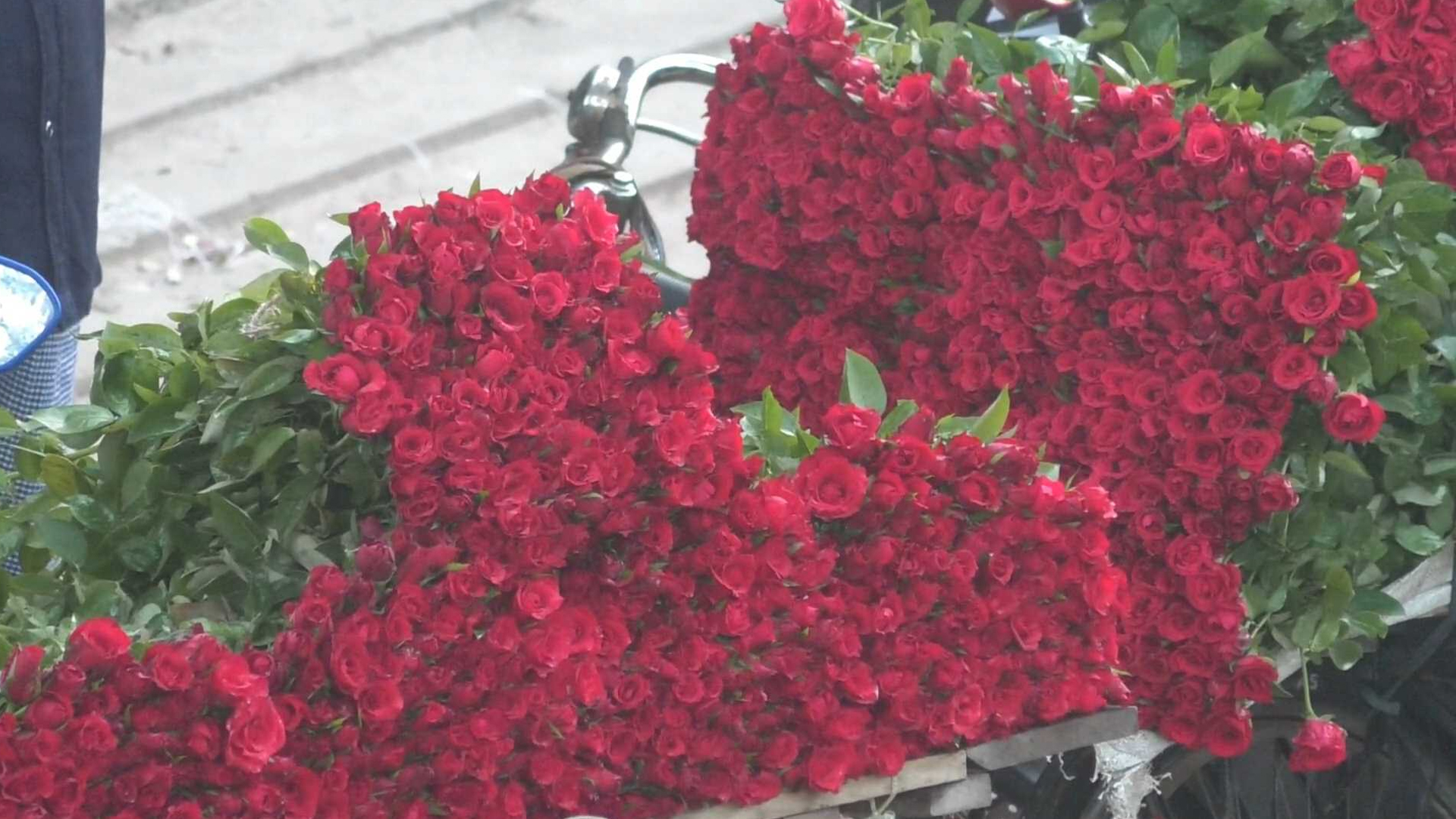 মৌসুমের শুরুতেই গদখালীর চাষিদের মুখে হাসি, প্রতিদিন বিক্রি ১৮-১৯ লাখ টাকার ফুল