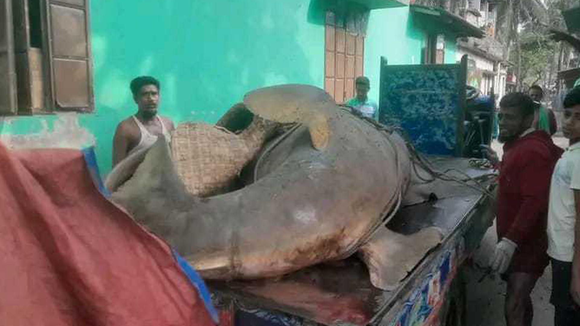 ঝালকাঠিতে জেলের জালে ধরা পড়ল দানবাকৃতির ‘খটক মাছ’, বিক্রি আড়াই লাখ টাকায়!