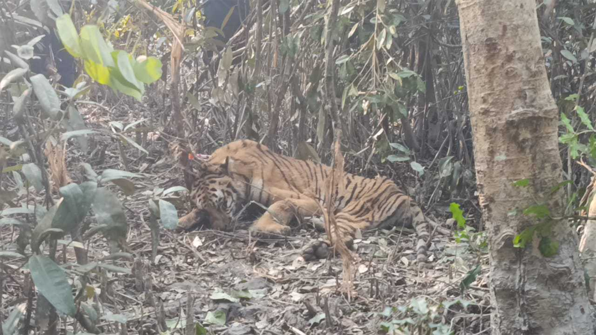 গাড়ি আটকে বাঘ দেখতে হুড়োহুড়ি, ভিটিআরটি সদস্যের মাথা ফাটাল উৎসুক জনতা
