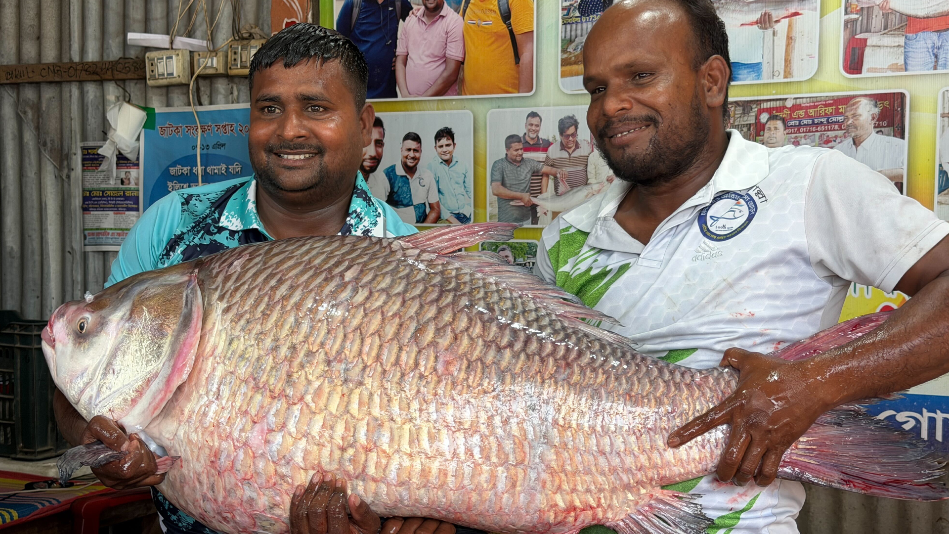 পদ্মার এক কাতলের দাম ৬৯ হাজার টাকা!