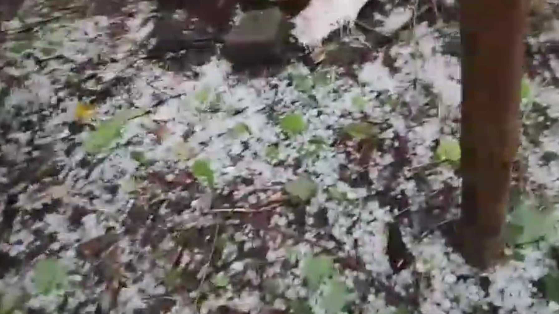 কালবৈশাখী ঝড়ে লন্ডভন্ড নাটোর, শিলাবৃষ্টিতে ফসলের ব্যাপক ক্ষতি